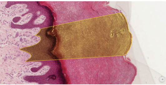 <p>identify type of epithelium</p>