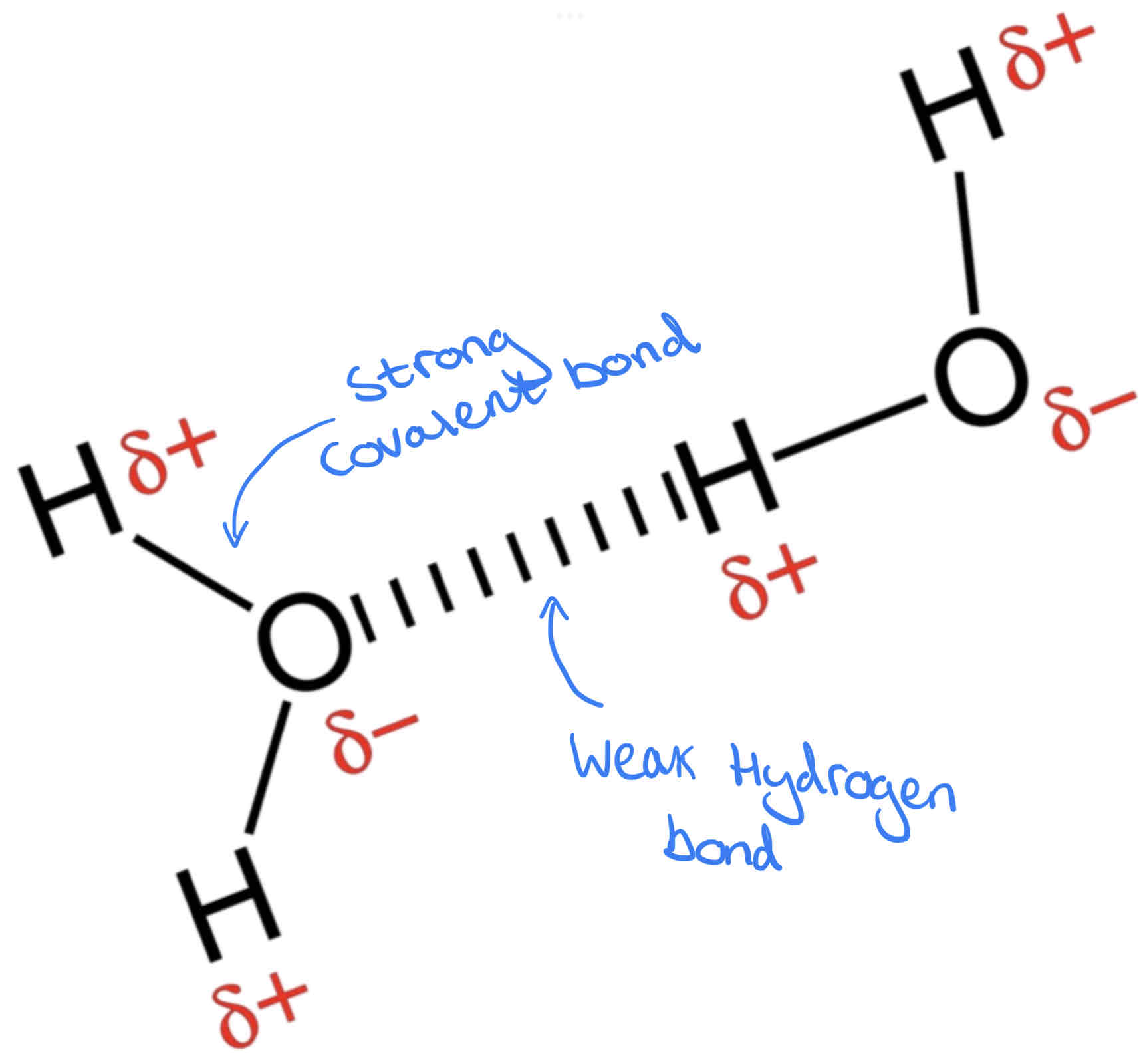<p>Hydrogen bond – The <strong>weak</strong> attractive force between a hydrogen atom (with a partial positive charge) and an atom with a partial negative charge, usually oxygen or nitrogen.</p>