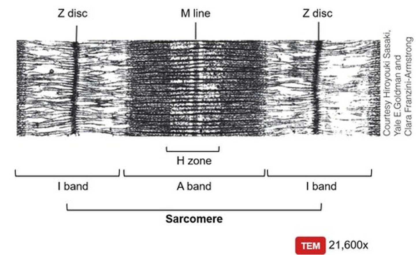 <p>Basic contractile unit of muscle fibers.</p>