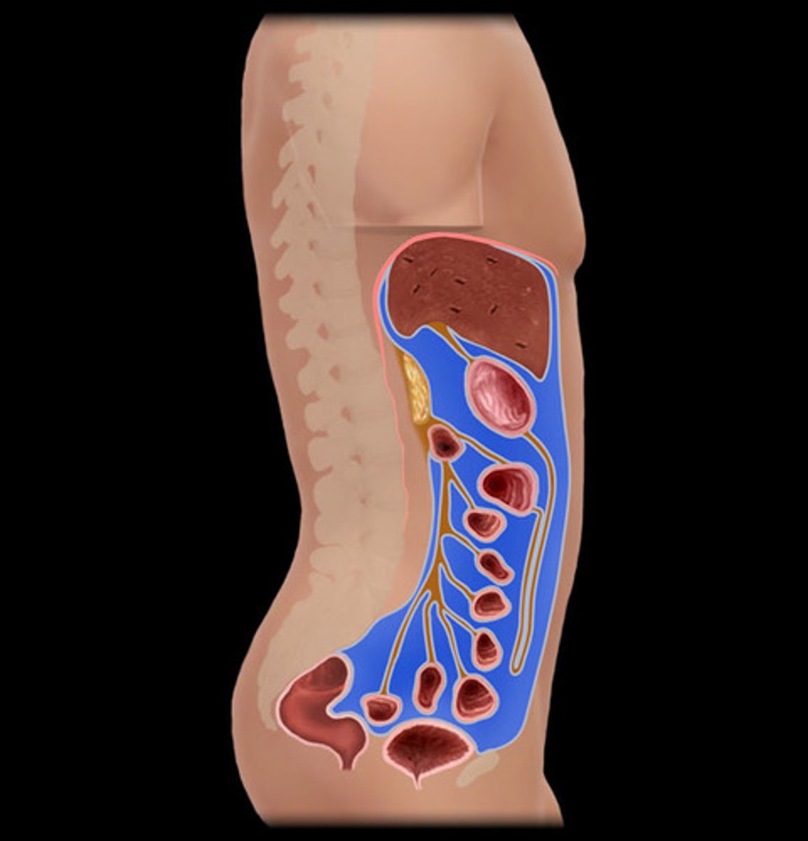 <p>The space within the abdomen that contains the abdominal organs.</p>