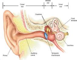 <p><span><span>related to the ear</span></span></p>