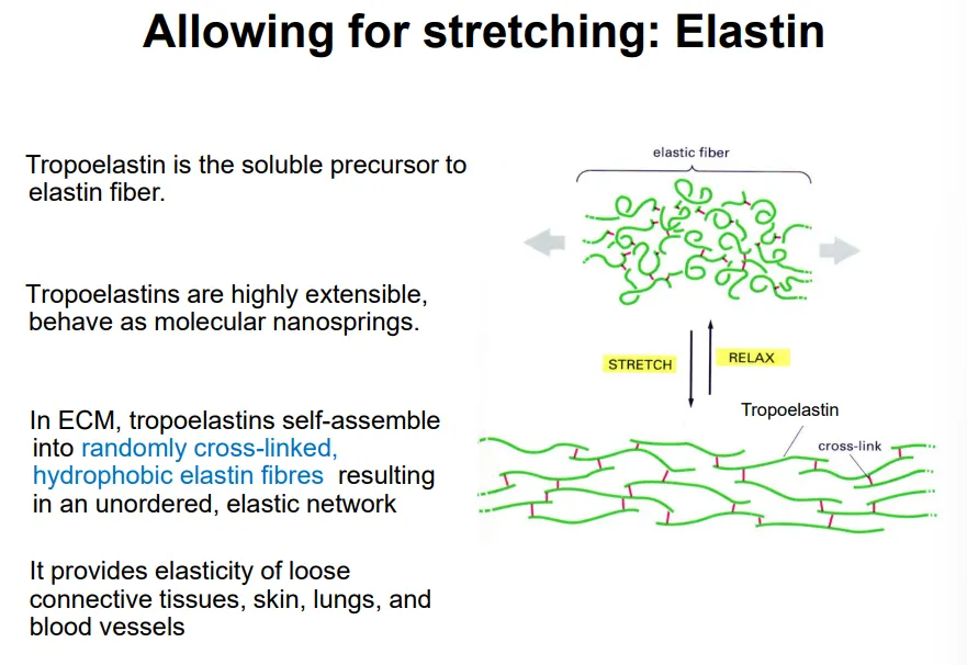 <ul><li><p>elastin is an<strong> insoluble protein network</strong> that forms part of the <strong>fibrils </strong>of the animal ECM</p></li></ul><p></p>