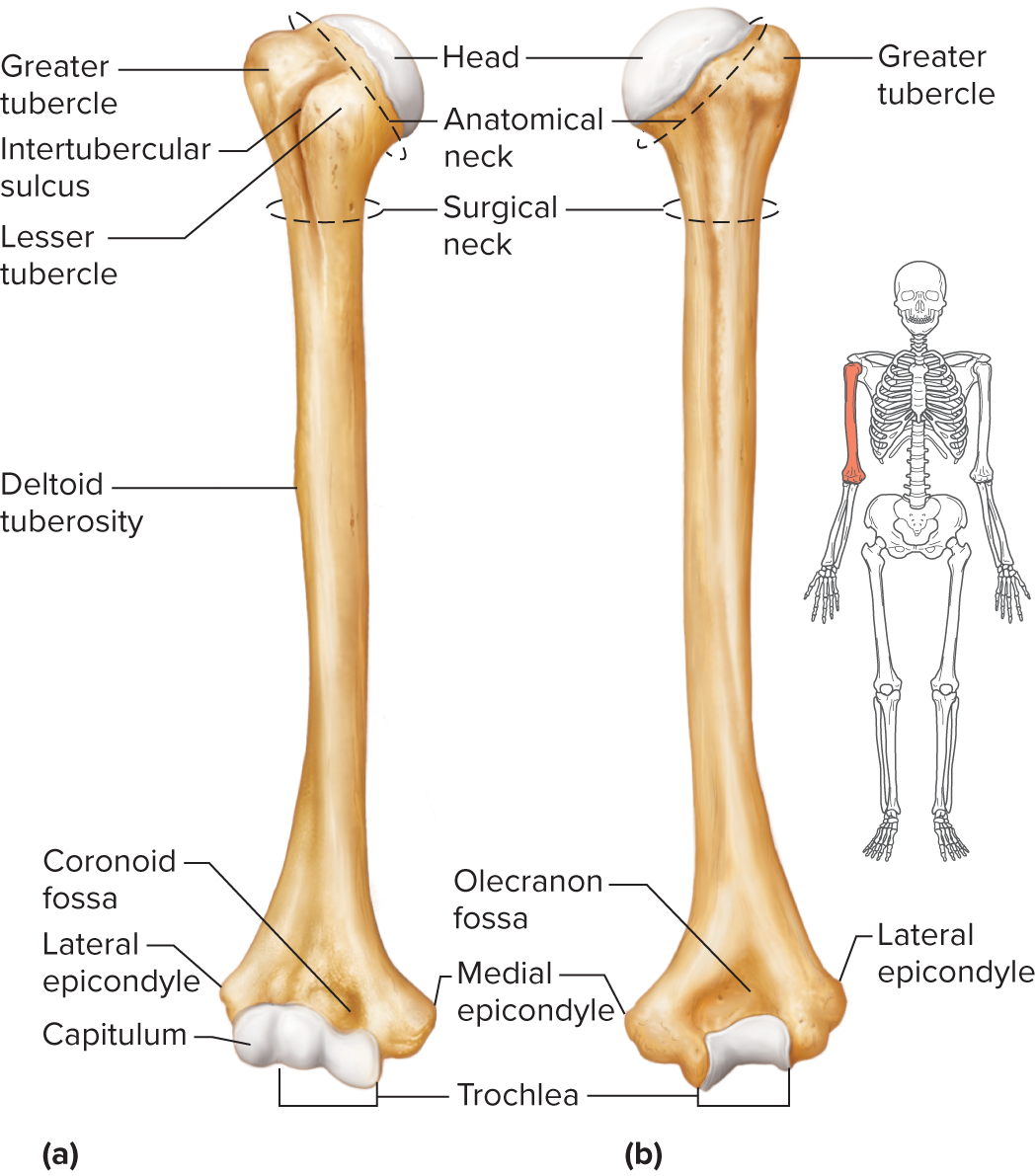 <p>long bone that extends from the scapula to the elbow</p><p>upper end has a smooth, rounded head that fits into the glenoid cavity of the scapula</p><p>below the head are two processes-a greater tubercle on the lateral side and a lesser tubercle on the anterior side</p><p>tubercles provide attachments for muscles that move the upper limb at the shoulder</p><p>between them is a narrow furrow, the intertubercular sulcus (intertubercular groove)<br>narrow depression along lower margin of the humerus that separates it from the tubercles called the surgical neck (many fractures occur here)</p><p>near middle of bony shaft on the lateral side is a rough, V-shaped area called the deltoid tuberosity —&gt; provides attachment for the deltoid</p><p>at lower end of the humerus are two smooth condyles, a lateral capitulum that articulates with the radius and a medial trochlea that articulates with the ulna</p><p>above the condyles on either side are epicondyles —&gt; provide attachments for muscles and ligaments of the elbow</p><p>between epicondyle anteriorly is a depression, the coronoid fossa. receives process of the ulna (coronoid process) when the elbow bends</p><p>depression on the posterior surface, the olecranon fossa, receives a different ulnar process, the olecranon process, when the elbow straightens</p>