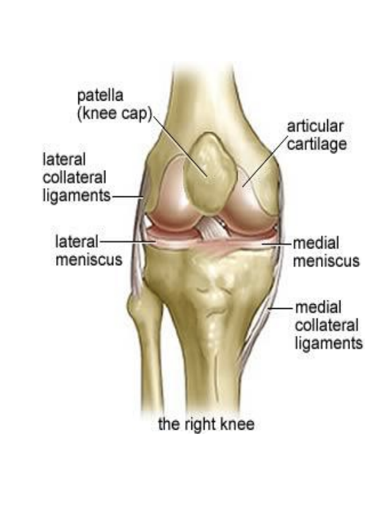 <ul><li><p><strong>Medial</strong> <strong>stability</strong> due predominantly to tibial (medial) collateral ligament (MCL), semitendinosus, semimembranosus, sartorius and gracilis muscles. </p></li><li><p><strong>Lateral</strong> <strong>stability</strong> due predominantly to fibular (lateral) collateral ligament (LCL), iliotibial tract, popliteus and biceps femoris muscles. </p></li><li><p><strong>Anterior</strong> and <strong>posterior</strong> <strong>stability</strong> enhanced by the cruciate ligaments (anterior &amp; posterior), quadriceps tendon and ligamentum patellae</p></li></ul><p></p>
