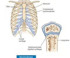 bones are connected by hyaline cartilage

\
