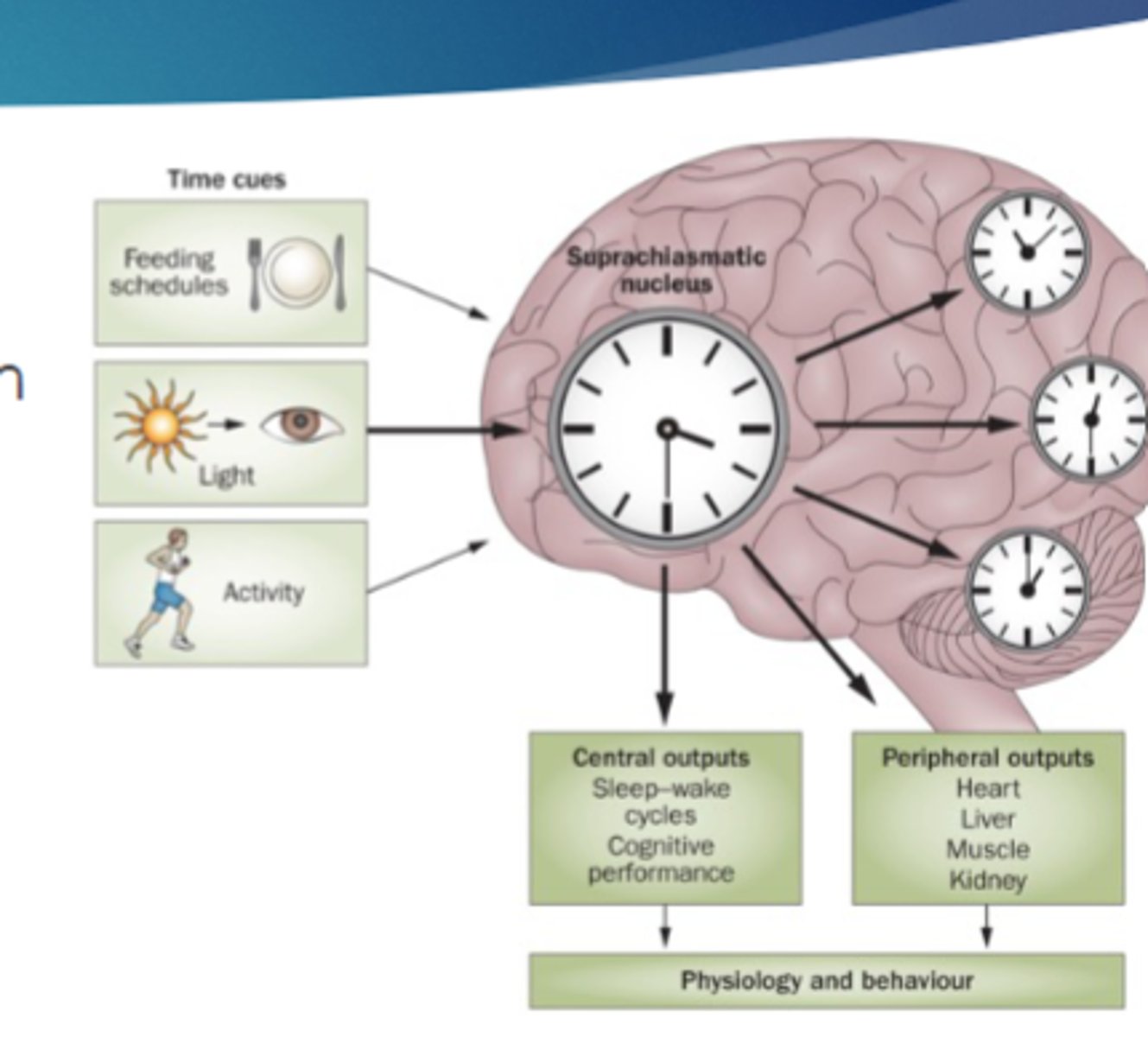 <p>the circadian rhythms</p>