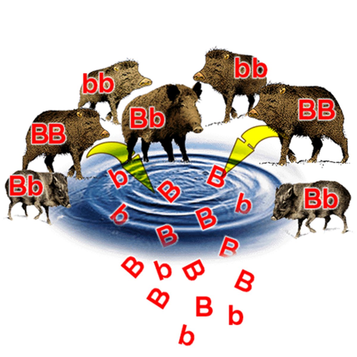 <p>the complete set of alleles present within a particular population</p>