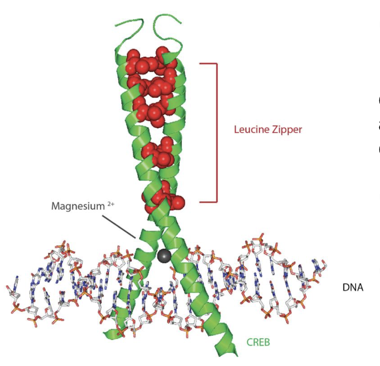 <ul><li><p><strong>It is a Leu zipper structure that facilitates dimerization by its 2 helical coils</strong></p></li><li><p>Regulates transcription of genes such as <strong>neuropeptides</strong><span style="color: green;"><strong> </strong>e.g. somatostatin </span>and genes involved in the mammalian <strong>circadian clock </strong>(PER1, PER2)</p></li><li><p>Functions in<strong> </strong><span style="color: green;"><strong>neuronal plasticity, long term memory</strong></span><strong> + loss of function is linked with Alzheimer’s</strong></p></li><li><p><strong>CREB is also phosphorylated by protein kinase A (PKA)</strong></p></li></ul><p></p>