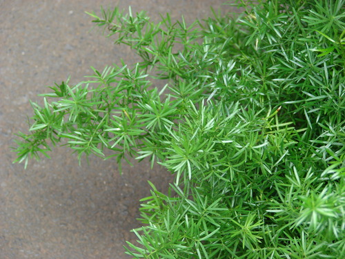 <p>Asparagus fern (Liliaceae)</p>