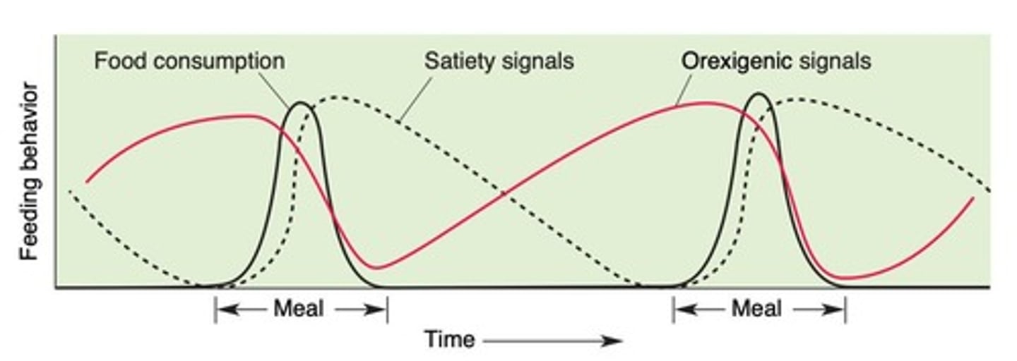 <p>Behavior influenced by the balance of orexigenic and anorexigenic signals.</p>