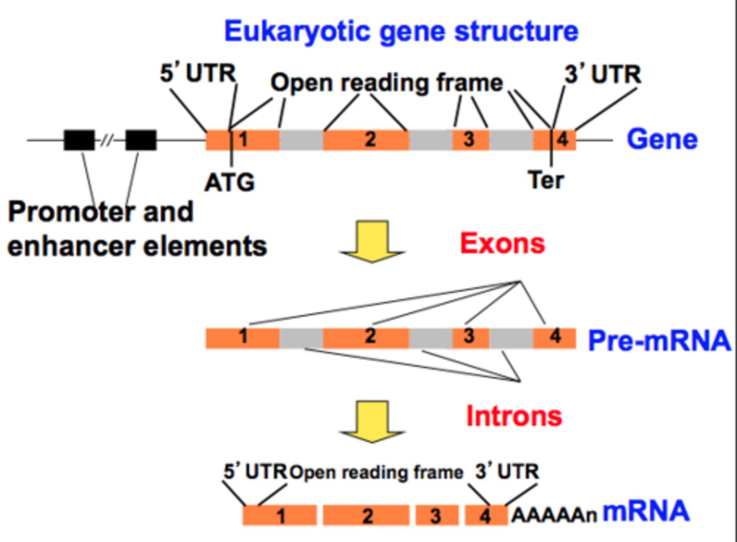 <p>- only exon remain</p><p>- cap and tail added</p><p>- transport to cytoplasm for protein translation</p><p>- untranslated regions = still exists 5' to 3' edges bc the ribosome initiates translation at start codon (AUG) and and at stop codon (UAA, UGA, UAG)</p>