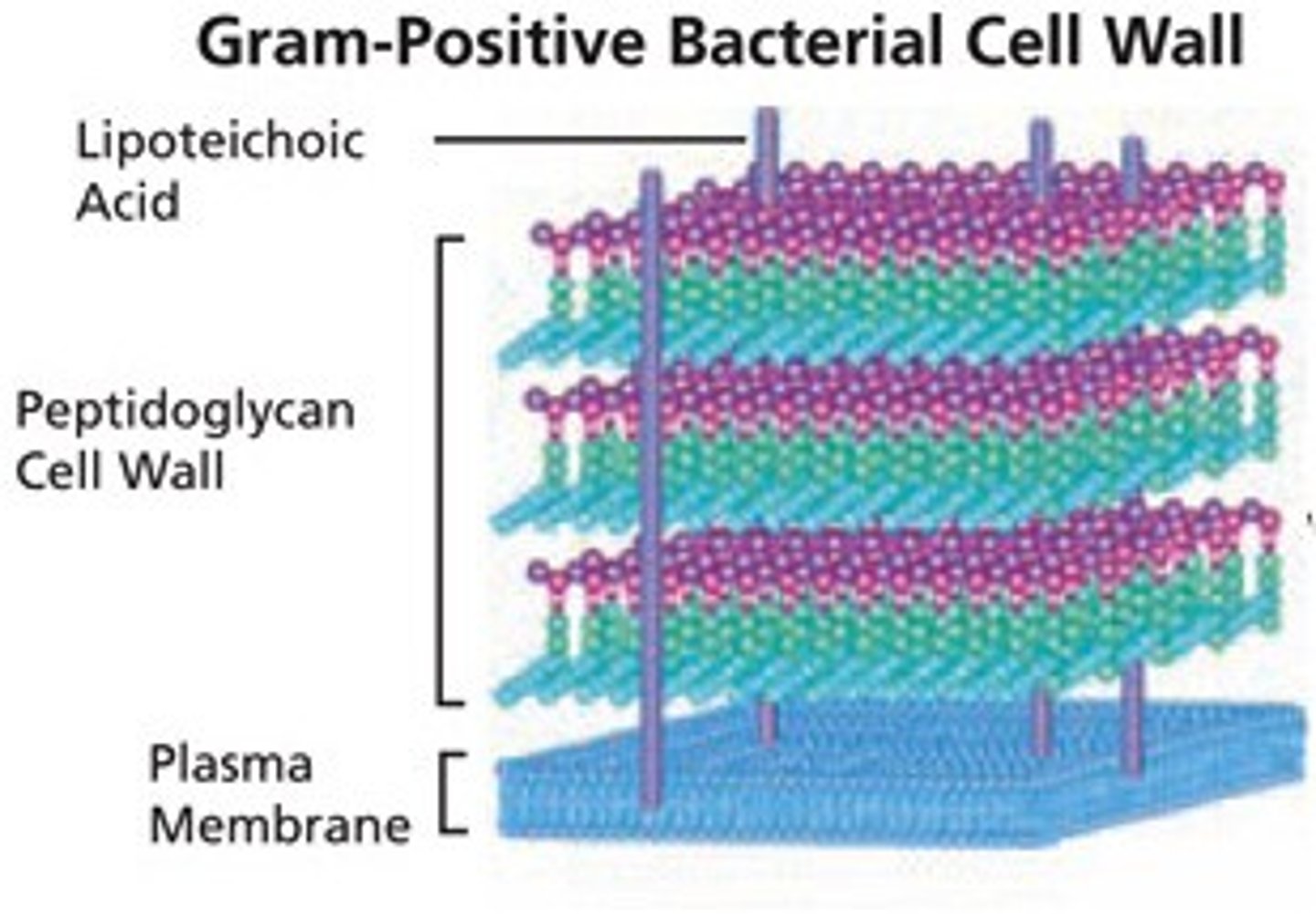 <p>Thick layer of peptidoglycan</p><p>One cell membrane</p>