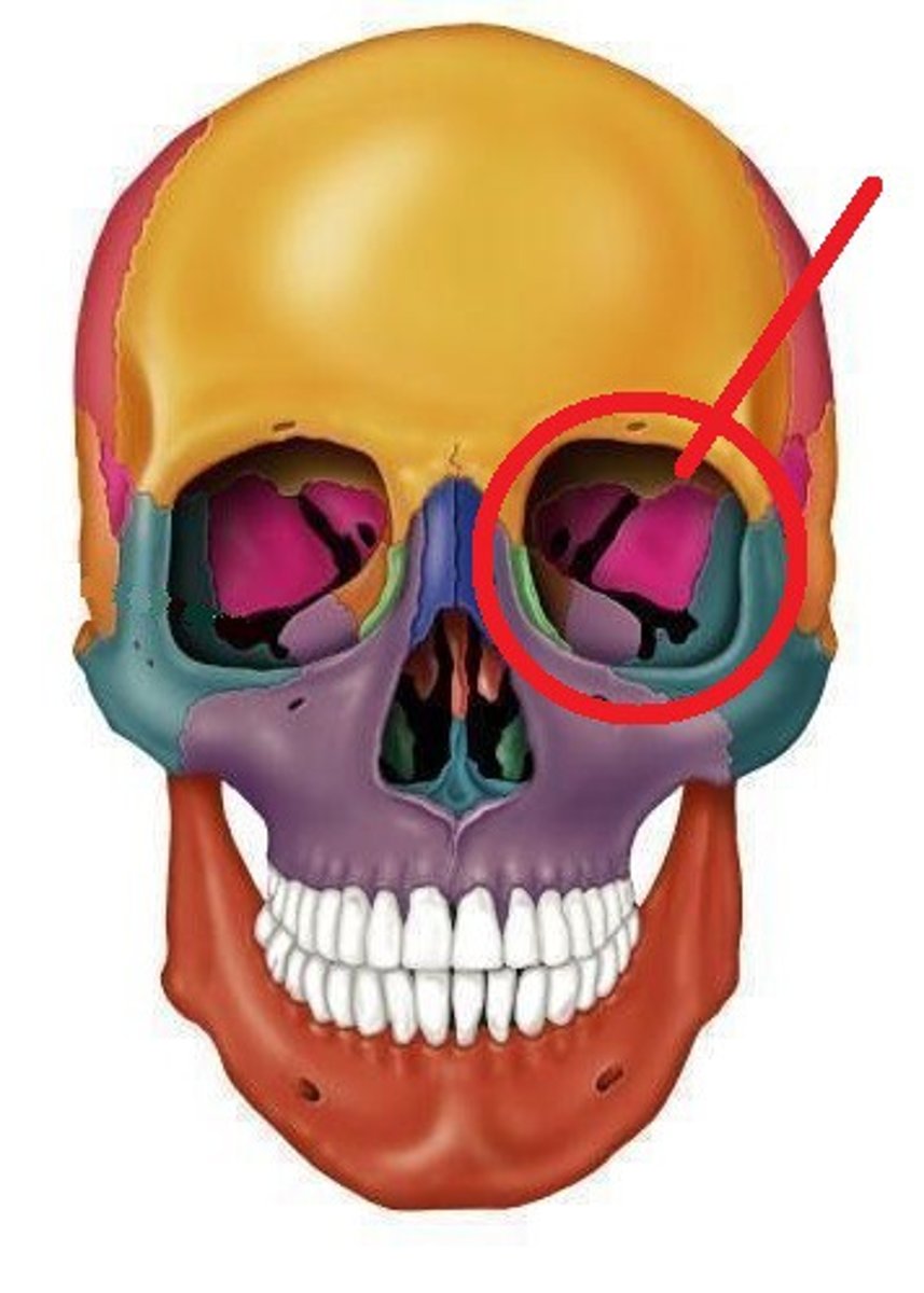 <p>eye sockets</p>