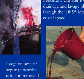 <p><span>Pericarditis in horses</span></p>