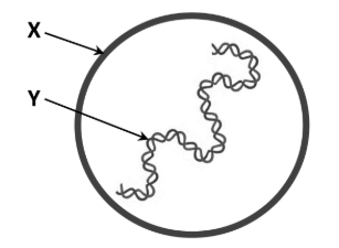 <p>Label This Diagram</p><p><em>Structure of the Virus</em></p>