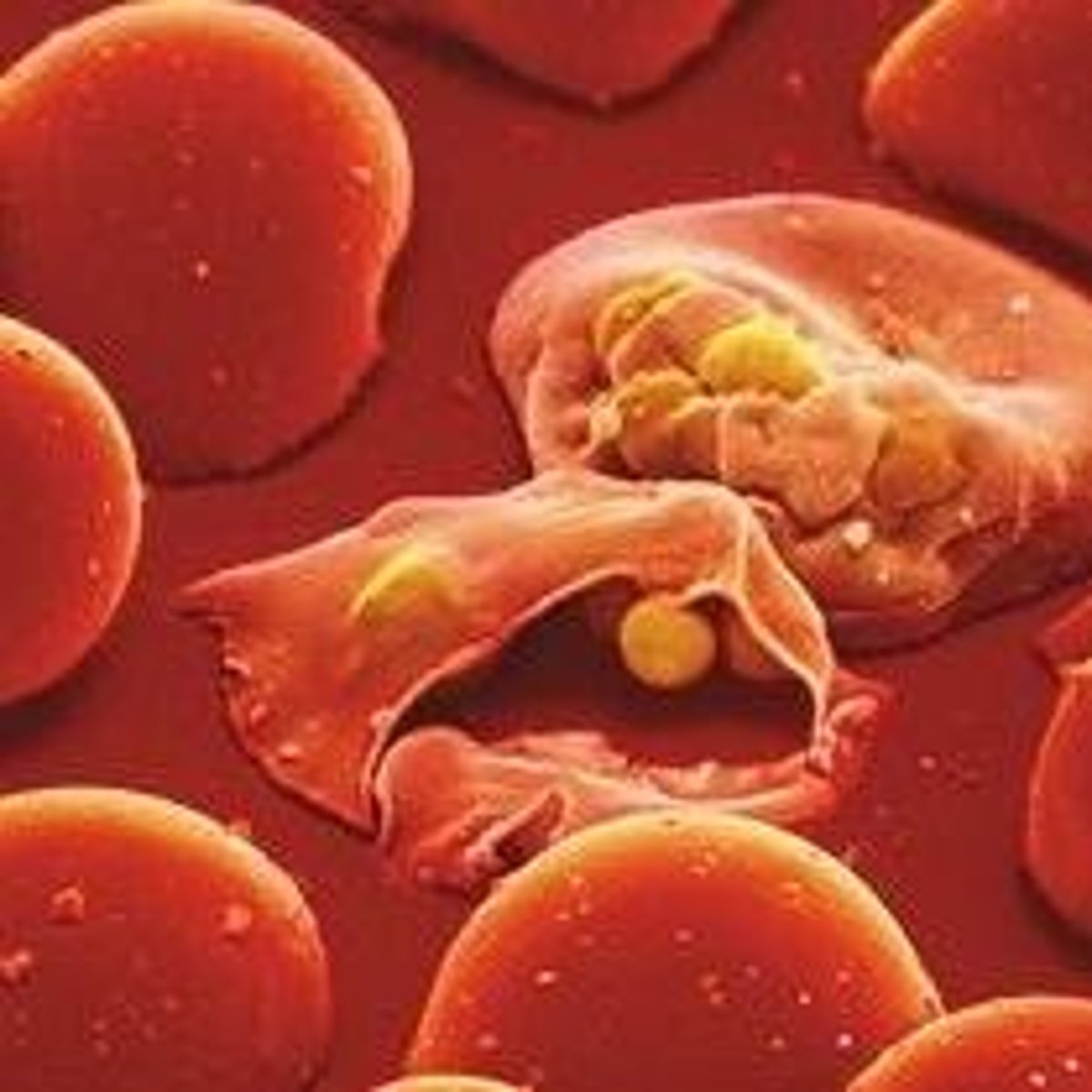 <p>Plasmodium.</p>