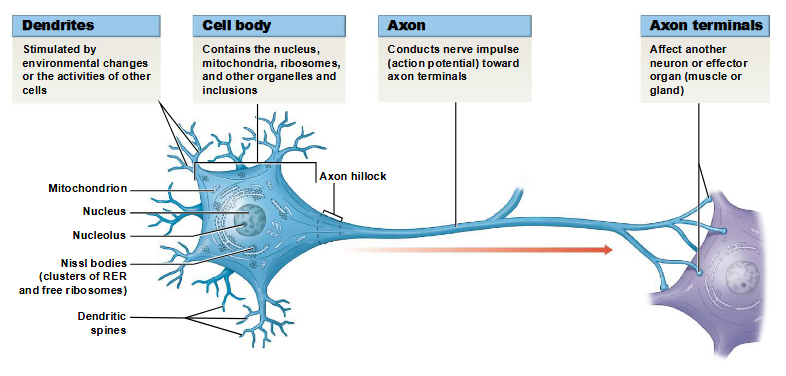 <p>elongated extension of a neuron that conducts an action potential away from the cell body and toward the synaptic terminals </p>