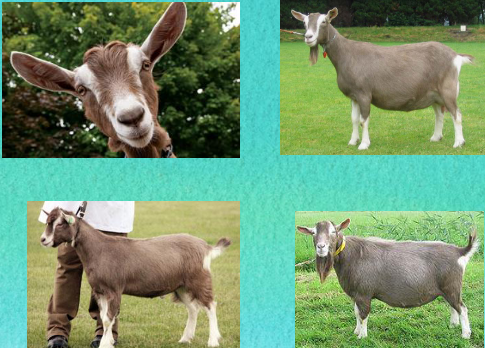 <p>what breed is this</p>