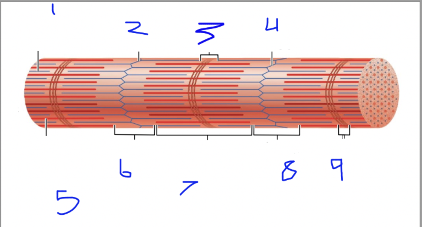 <ol><li><p>thin actin filament</p></li><li><p>z disc</p></li><li><p>H zone</p></li><li><p>z disc 5.thick myosin filaments</p></li><li><p>I band</p></li><li><p>A band</p></li><li><p>I band</p></li><li><p>M line</p></li></ol>