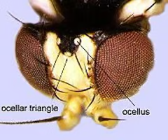 <p><span>Simple eyes on an insect used to sense light</span></p>
