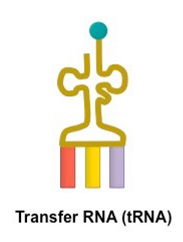 <p>tRNA structure</p>