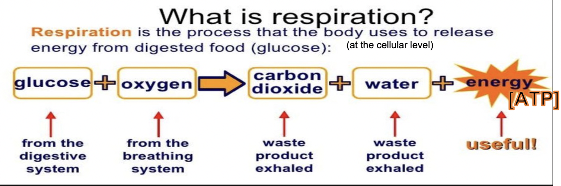 <p>(done by both plants and animals) how an organism can turn food into energy cells can use (aka ATP)</p>