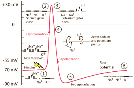 <p><strong>Oscilloscopes</strong> are instruments that graphically display electrical signals as waveforms, so they visualize changes in voltage over time. </p><p>They can measure the membrane potential in a neuron as the voltage changes over time. </p>