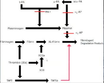 <p>Inhibits activity of tPA/uPA → no plasmin formation</p>