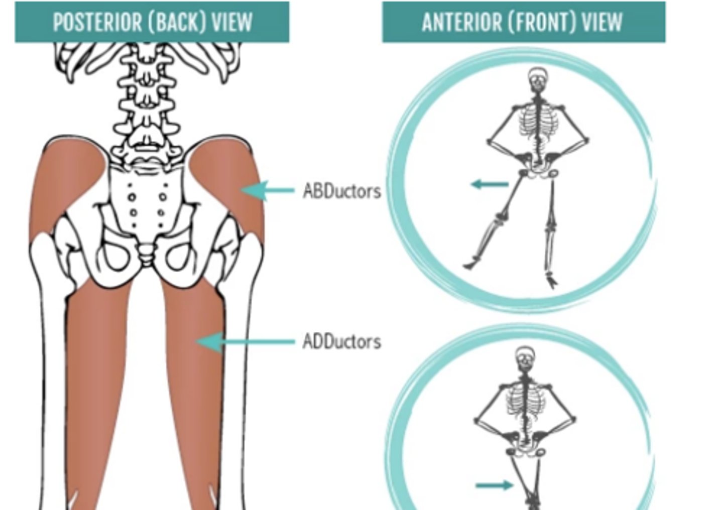 <p>Adductor - moves a body part toward the midline</p><p>Abductor - moves a body part away from the midline</p>