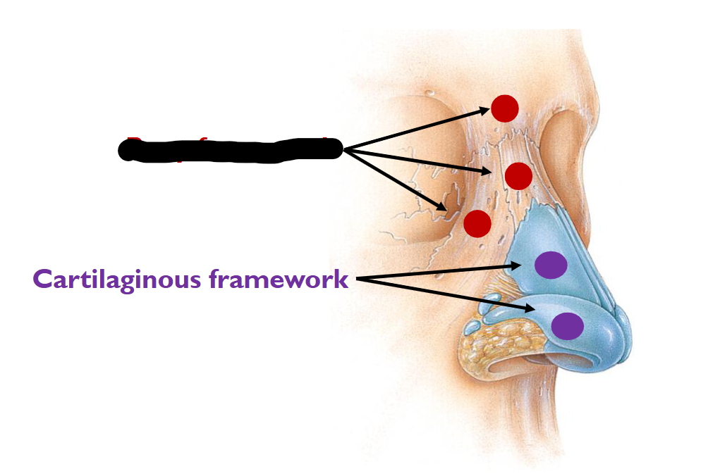 <p>(UPPER-AIRWAY); <strong>What is this?</strong></p>