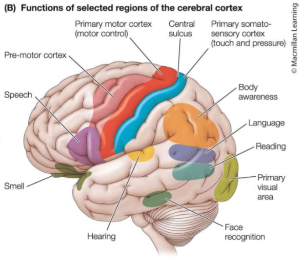 <ol><li><p>Frontal</p></li><li><p>Parietal</p></li><li><p>Occipital</p></li><li><p>Temporal</p></li><li><p>Insular</p></li></ol><p>(Different functions are localized in particular areas of the five cerebral lobes. Look at picture)</p>
