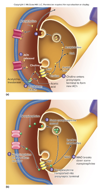<p>Neurotransmitter and receptor equilibrium:</p><ul><li><p>High concentration of neurotransmitter in synaptic cleft results in more receptor binding</p></li><li><p>Rapid removal or destruction of neurotransmitter results in short term effects of neurotransmitter&nbsp;</p></li></ul><p></p>