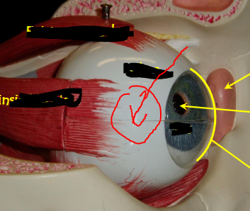 <p>What part of the eye is this</p>