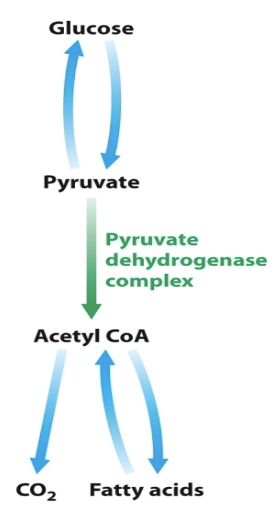 <ul><li><p>Allosterically</p></li><li><p>By reversible phosphorylation</p></li><li><p>Pyruvate <strong>→</strong> Acetyl-CoA is <strong>irreversible</strong> in <em>animal</em> cells</p></li><li><p>Acetyl-CoA has <strong><u>2</u> principle fates</strong>:</p><ul><li><p>Metabolism by the citric acid cycle</p></li><li><p>Incorporation into fatty acids</p></li></ul></li></ul><p></p>
