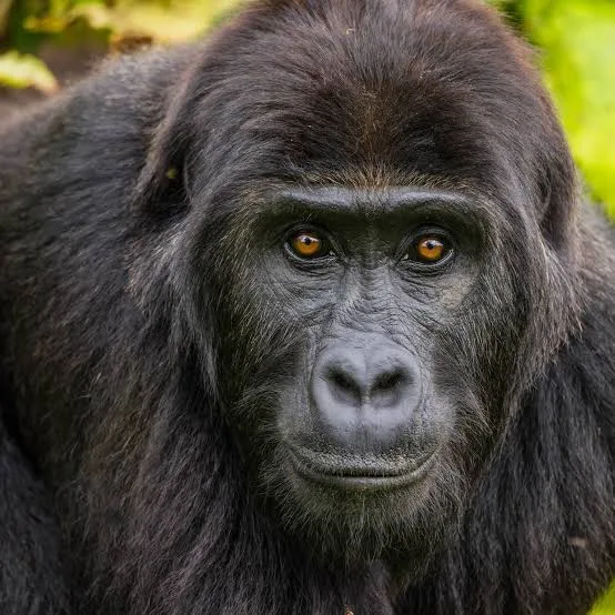 <p>Charateristics of Gorillas</p>