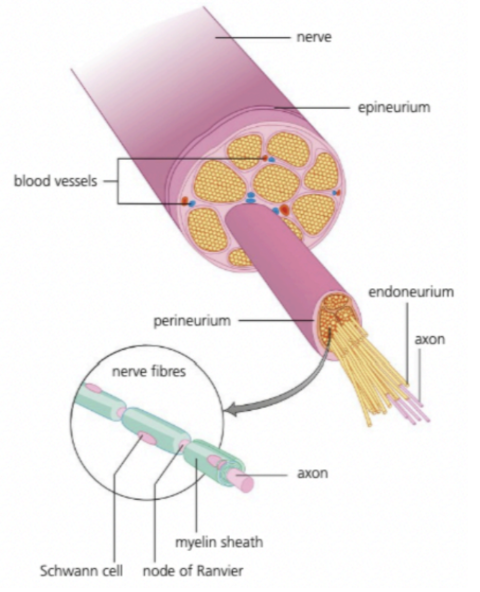 <p>In cross section diagram of brain…</p><ul><li><p><strong>Gray matter</strong> = Neuronal cell bodies</p></li><li><p><strong>White matter</strong> = Myelinated axons</p><p></p></li></ul><p>Nerves = Bundles of sensory and motor neurones; Covered by layers of <strong>protective sheath </strong>(Made of connective tissue)</p><ul><li><p><strong>Endoreneurium</strong> = Tissue surrounding each <strong>individual </strong>nerve fiber</p></li><li><p><strong>Perineurium </strong>= Smooth connective tissue surrounding each fiber bundle</p></li><li><p><strong>Epineureum </strong>= Fibrous tissue surrounding many bundles of nerve fiber; Covers most large nerves</p></li></ul><p></p><p>Neurones can be unmyelinated or myelinated…</p><ul><li><p><strong>Schwann cells</strong> wrapped around axon</p></li><li><p><strong>Nodes of Ranvier</strong> = Intervening areas between Schwann cells</p><ul><li><p>Action potentials can skip from one node to another → Faster transmission compared to unmyelinated axons</p></li></ul></li></ul><p></p>