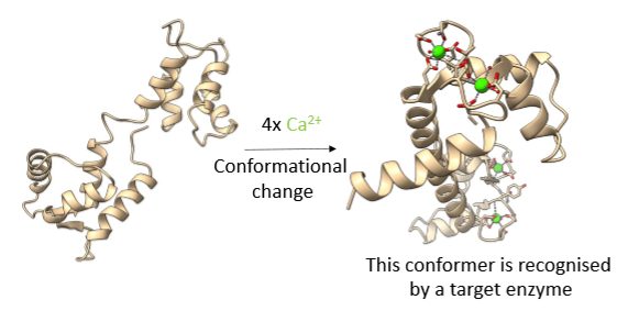 <p>Calmodulin</p>