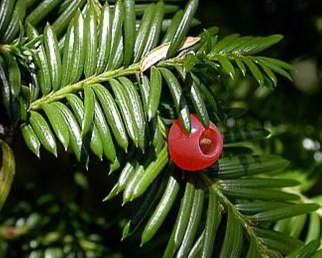<p>Pacific yew</p>