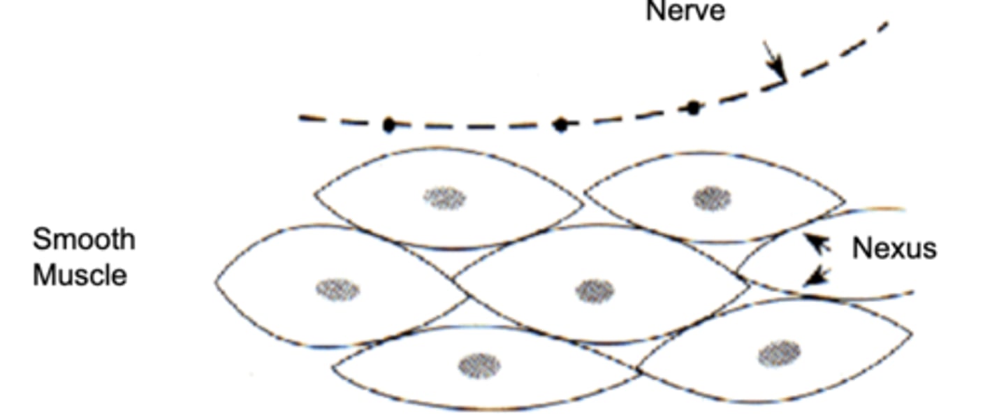 <p>Some smooth muscle regions of the GI tract are under tonic contraction, also known as intrinsic basal tone</p><p>- the “natural” state of the muscle without extrinsic influences is in the contracted state</p><p>- distinguished because it is initiated without apparent extrinsic input from nerves or hormone factors</p><p>− tone is generated intrinsically by smooth muscle cells</p><p>ex. lower esophageal sphincter</p>