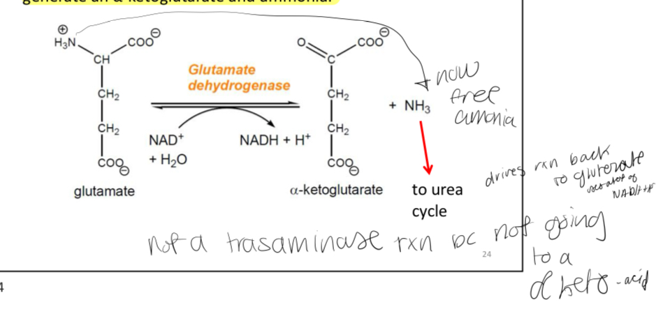 <p>Once we have the pool of glutamate molecules in the liver, the amino group can be removed by glutamate dehydrogenase to generate an α-ketoglutarate and ammonia.</p>