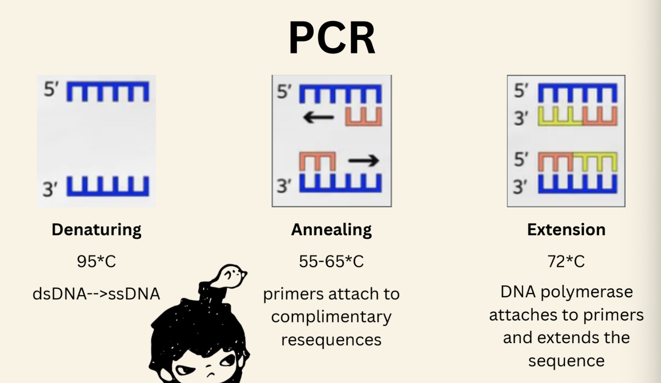 <p>denaturing: heat breaks hydrogen bonds within the double stranded DNA base pairs, seperating into 2 single DNA strands</p><p>annealing: temp is lowered to let DNA primers bind to their complementary sequence, thus they are attached ready for extension</p><p>extension: temp is raised again to a optimal working temp for the Taq polymerase, the DNA polymerase binds to a primer and starts synthesising a complementary DNA sequnce in the 5’→3’ direction</p><p></p><p>this will happen for as many cycles as needed where the DNA is doubled each cycle</p>
