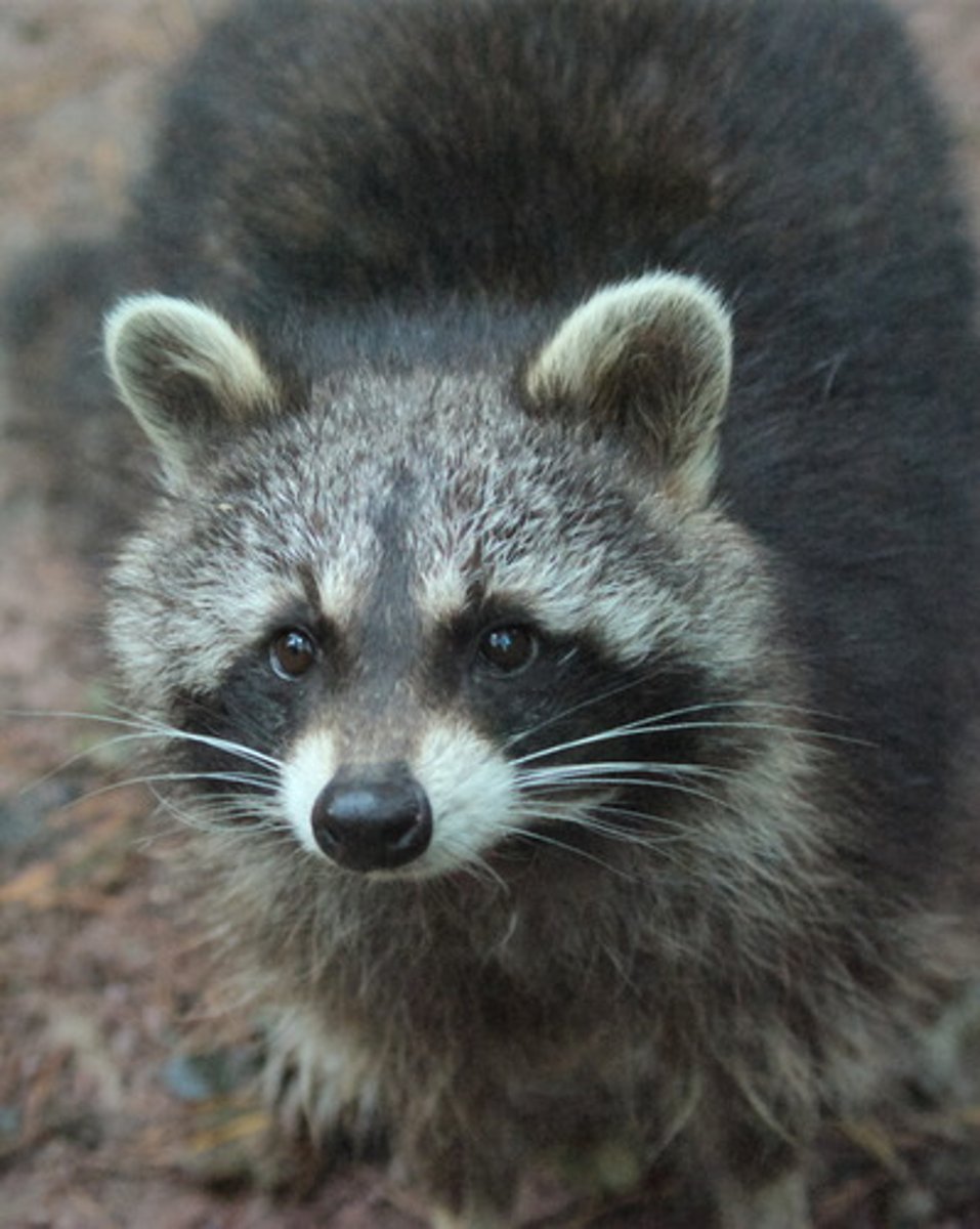 <p>raccoon</p>