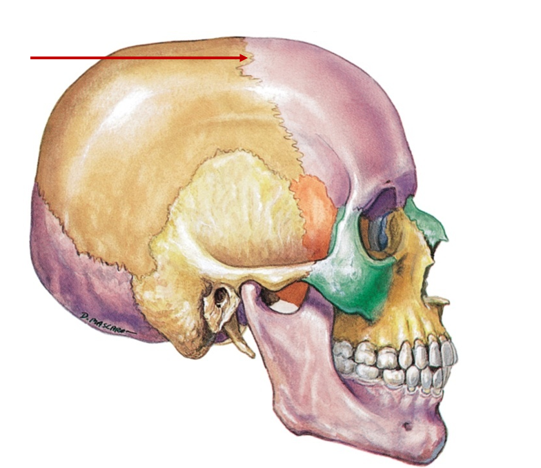 <p>Crown - connects frontal, parietal</p>