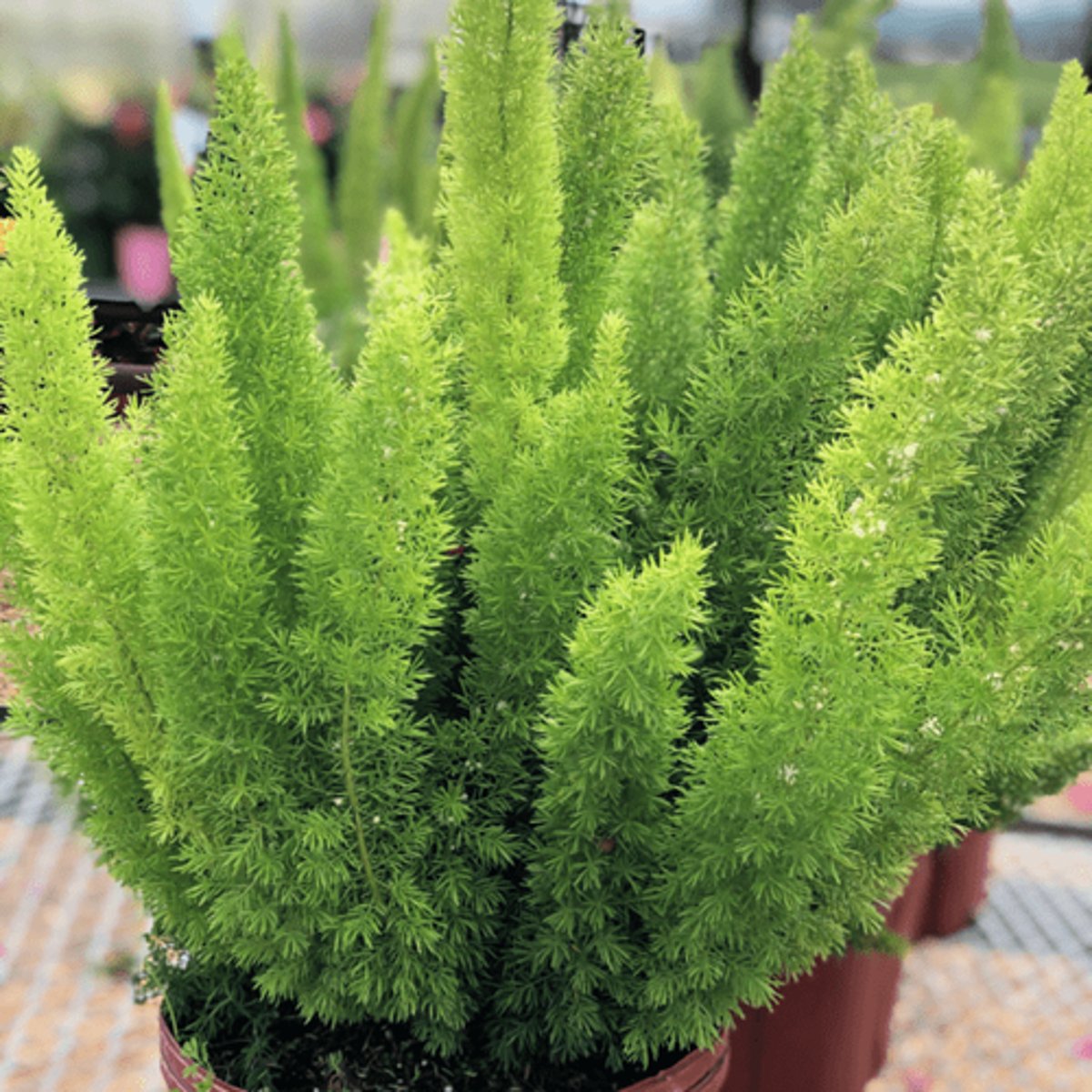 <p>Dense, upright foliage: The main giveaway is the bushy, foxtail-like appearance created by numerous tightly packed, needle-like leaves growing along the stems.</p><p>Can grow to be 2-3 feet tall and 3-4 feet wide.</p><p>During the blooming period, you might see tiny white flowers.</p><p>Red berries: After flowering, small red berries can develop.</p>