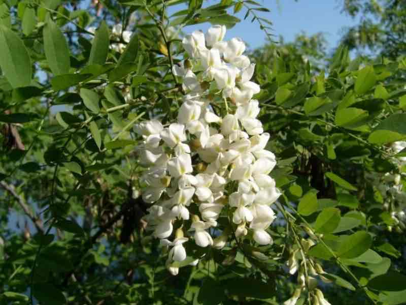 <p>Sophora japonica</p>