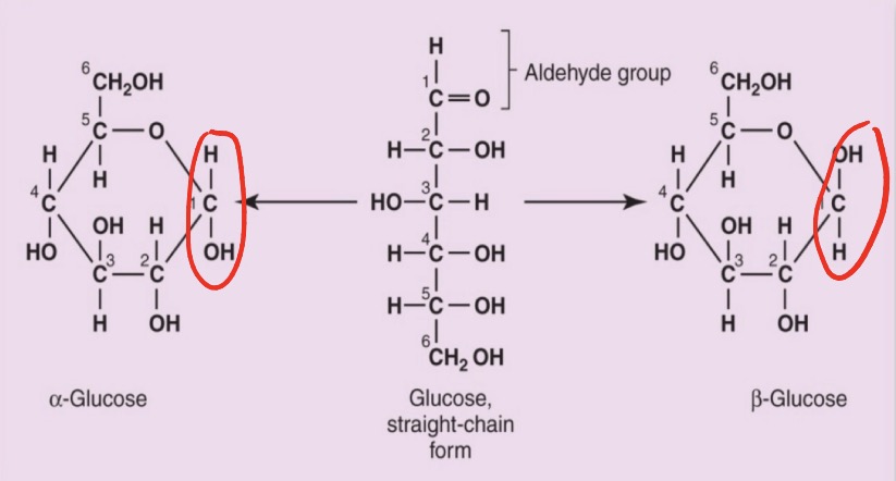 <p>alpha and beta glucose difference</p>