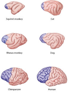 <ul><li><p>develops last in the brain</p></li><li><p>is disproportionately large compared to other animals</p></li><li><p>ratio of frontal to rest of neocortex</p></li><li><p>widespread connectivity (cortico-cortical and cortico-subcortical) through direct and rapid communication via long-range white matter tracts</p></li><li><p>connections multimodal association cortices, especially those temporal and parietal regions</p></li><li><p>high-level integration of behaviour</p></li></ul><p></p>
