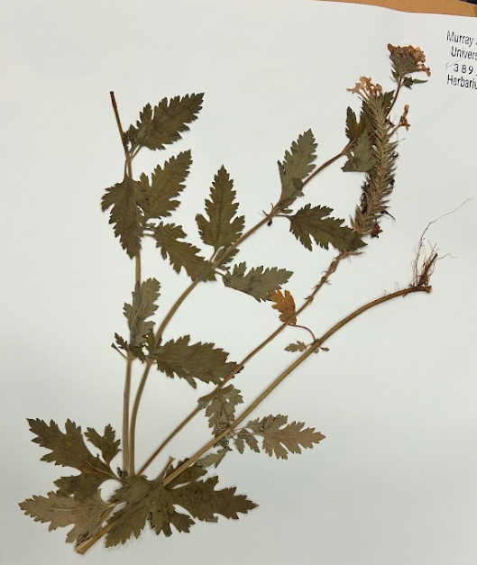 <p>Family + Genus</p>