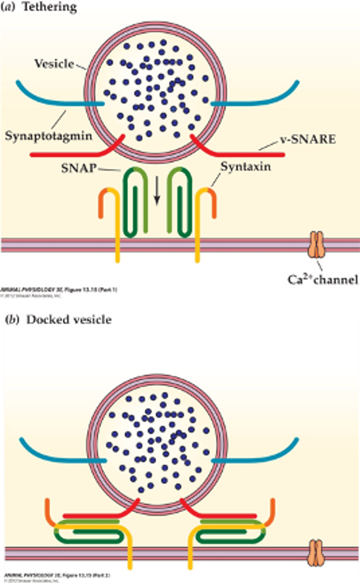 <p>d. Synaptotagmin-1</p>