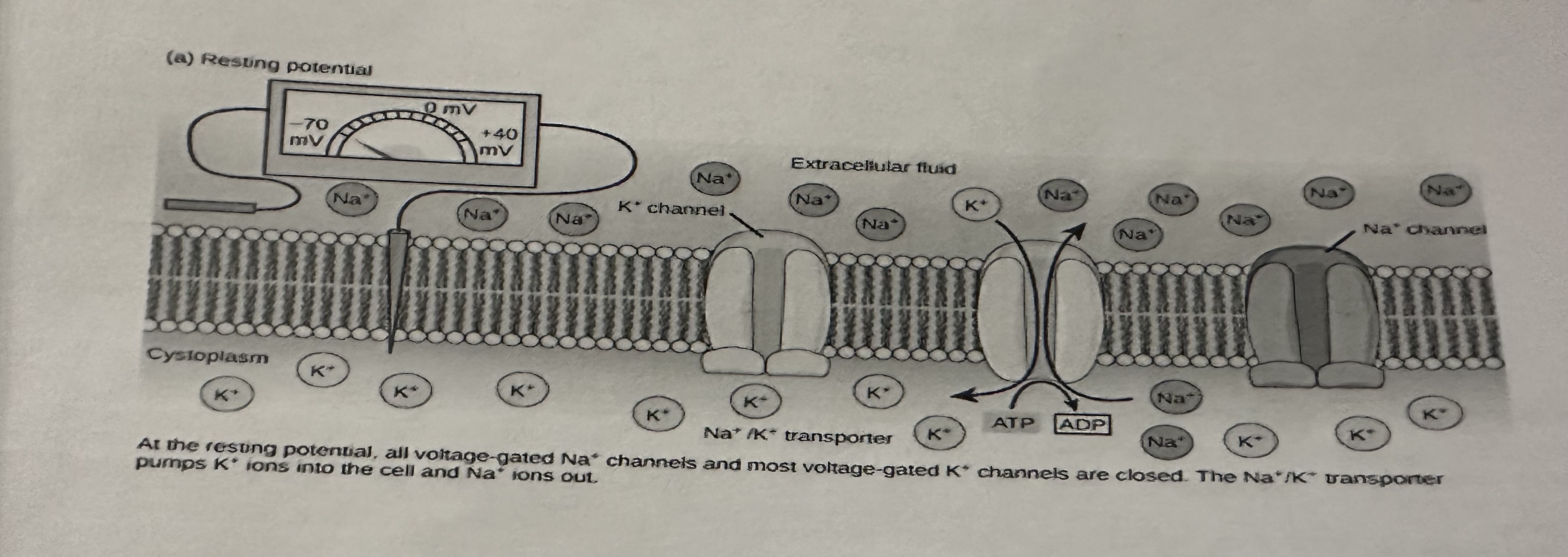 <p>-In a resting axon (one that is not transmitting impulses) the inside of the axon always has negative electrical potential compared to outside of axon</p><p>-Difference in charge between the inside + outside of the neurone is due to diff numbers of ions on each side of the neurone cell surface membrane</p><p>-When there is a difference in charge across a membrane, we say the membrane is polarised</p>
